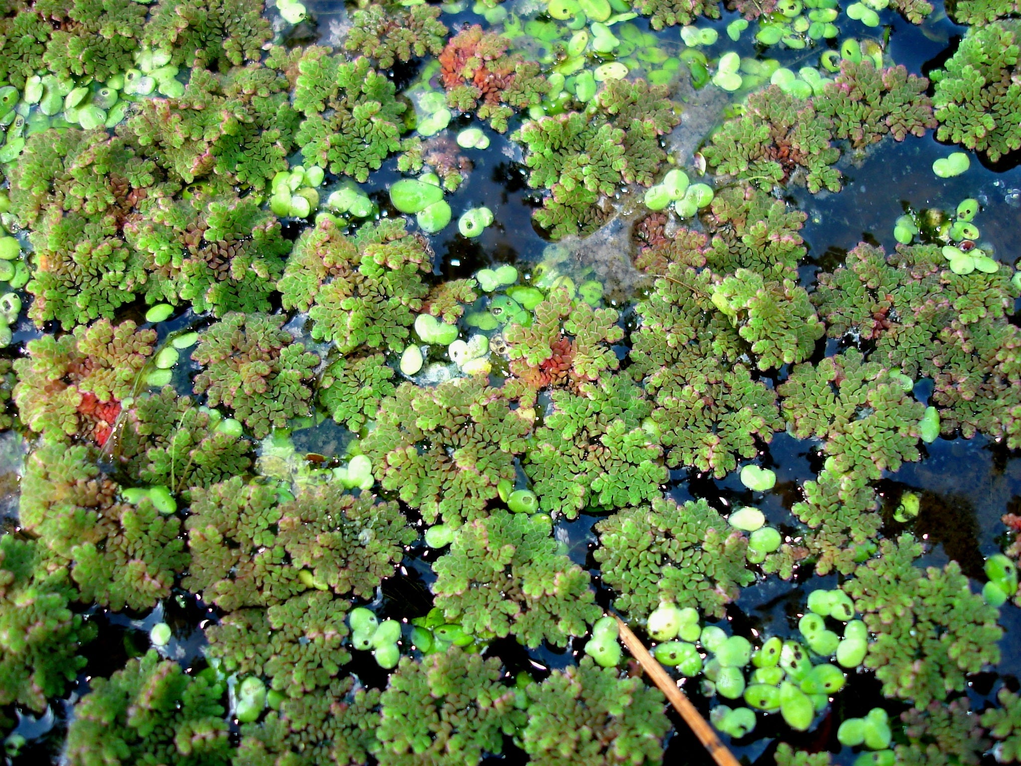 Floating Aquatic Plants Outdoor Alabama